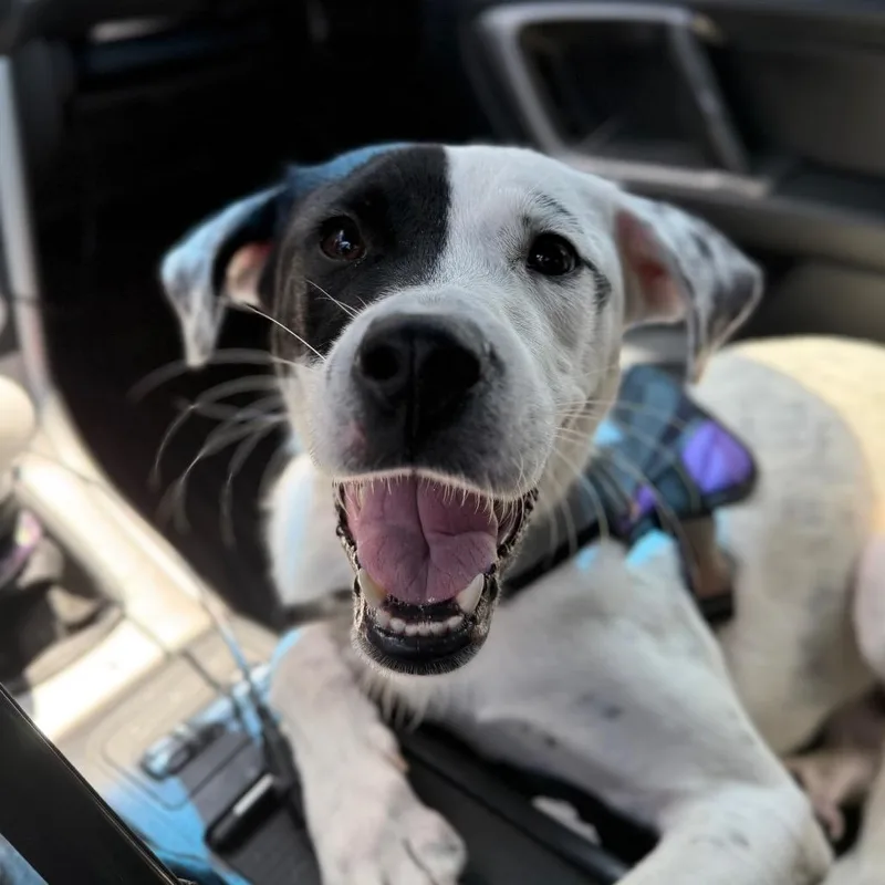 A young small-sized female White / Cream Mixed Breed dog named Lena for adoption in New Fairfield, CT