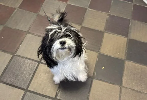 An adult small-sized male Mixed Breed dog named Jockey for adoption in New York, NY