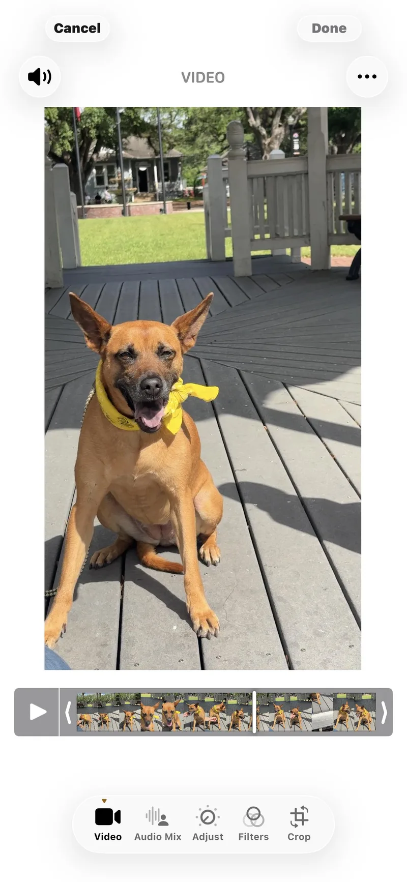 An adult medium-sized female Red / Chestnut / Orange Mixed Breed dog named Mary Jane for adoption in Cypress, TX