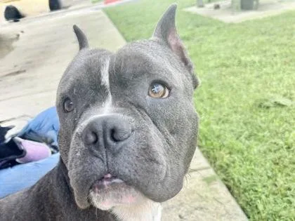 An adult medium-sized male Gray / Blue / Silver Mixed Breed dog named Nickel for adoption in Georgetown, TX