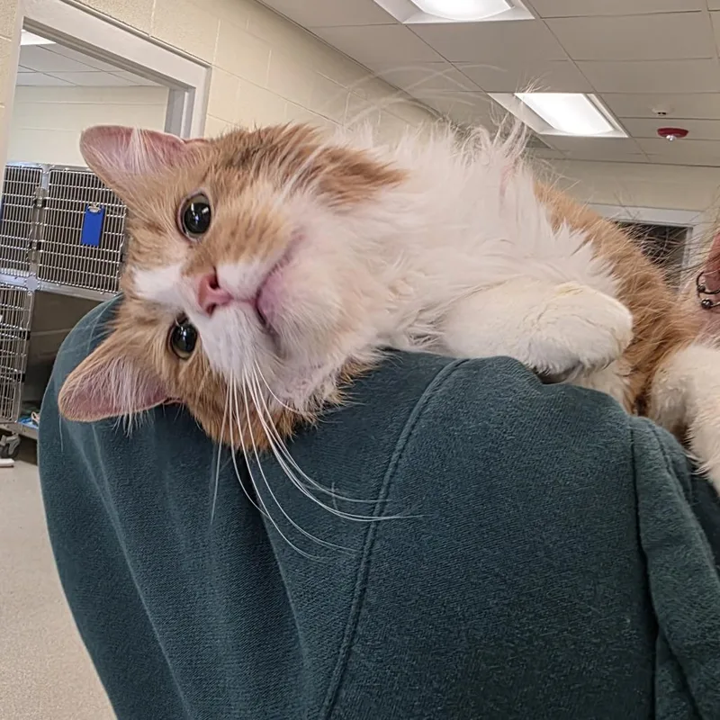 An adult medium-sized male Orange / Red Domestic Medium Hair cat named Swayze for adoption in Novelty, OH