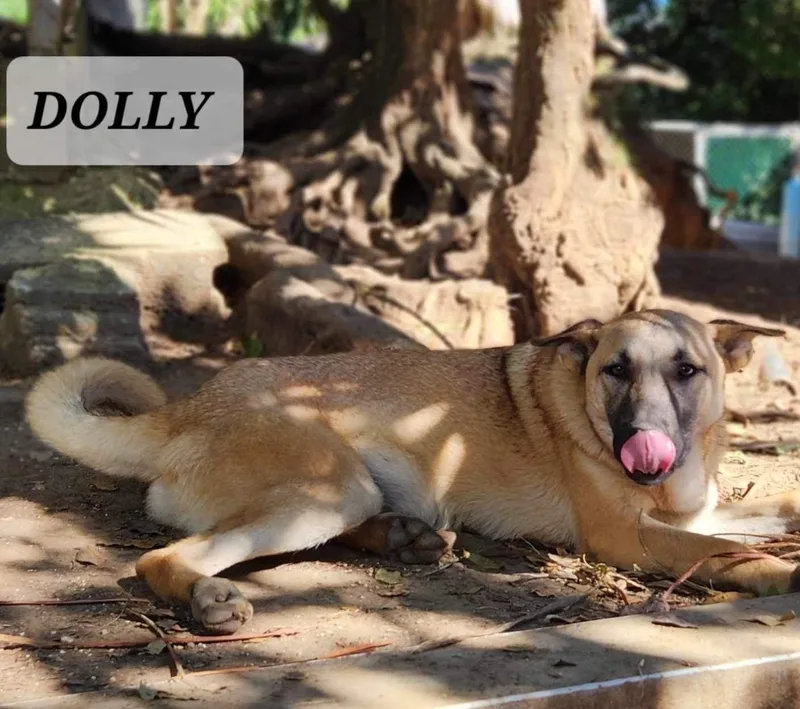 Dolly thumbnail 4