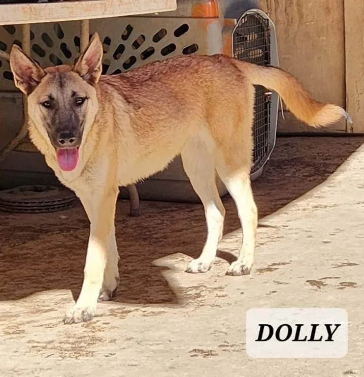 Dolly thumbnail 5