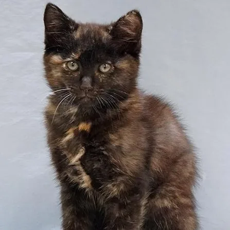 A baby medium-sized female Tortoiseshell cat named Tabitha for adoption in Maynardville, TN