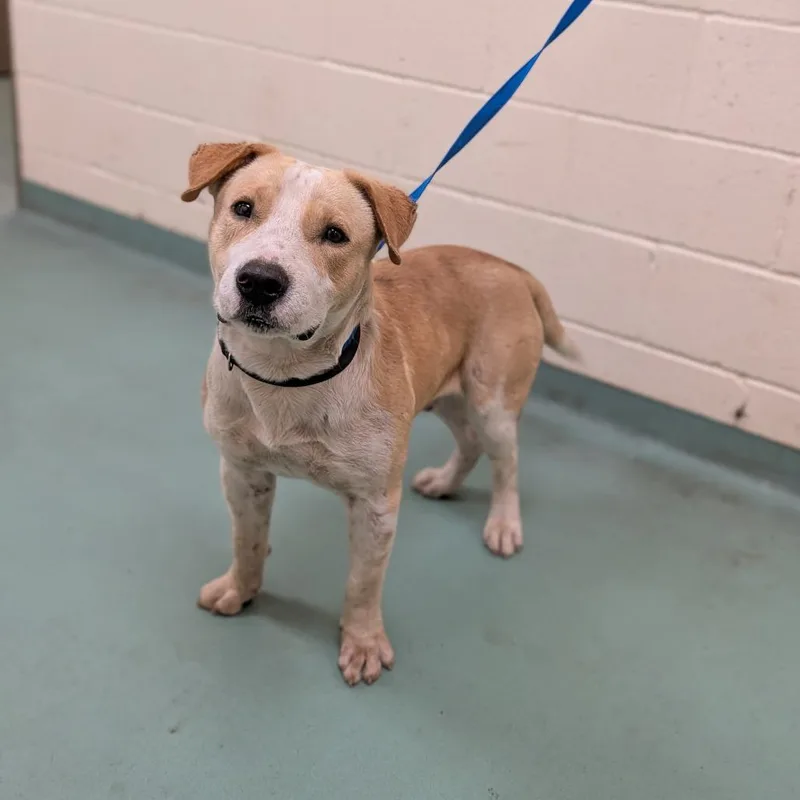 An adult medium-sized male Brown / Chocolate Mixed Breed dog named Hayes for adoption in Memphis, TN