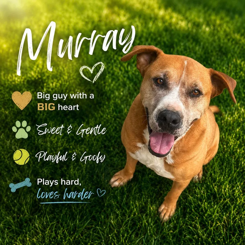An adult large-sized male Red / Chestnut / Orange Saint Bernard dog named Murray for adoption in Sherman, TX