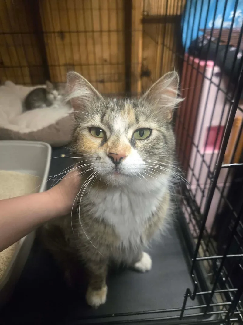 An adult medium-sized female Calico Domestic Medium Hair cat named Muffy for adoption in Old Bridge, NJ