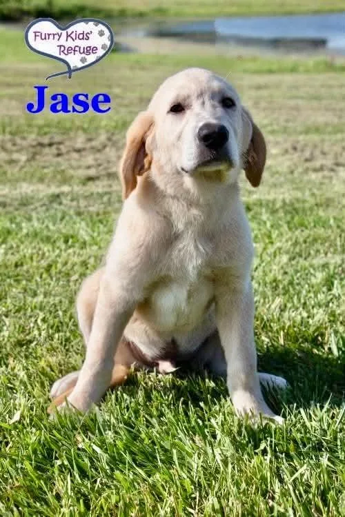 Jase
