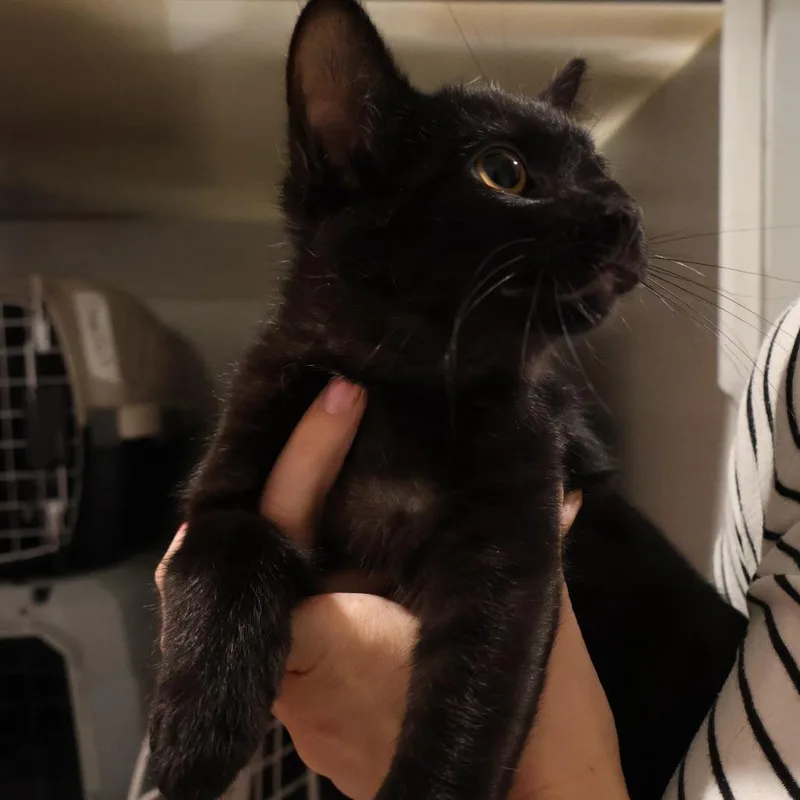 A baby small-sized male Black Domestic Short Hair cat named Chai for adoption in Saint Charles, MO