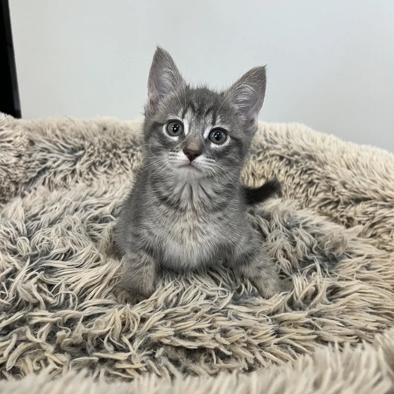 Dolly Purrton