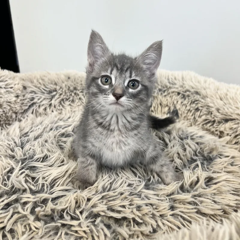Dolly Purrton thumbnail 2