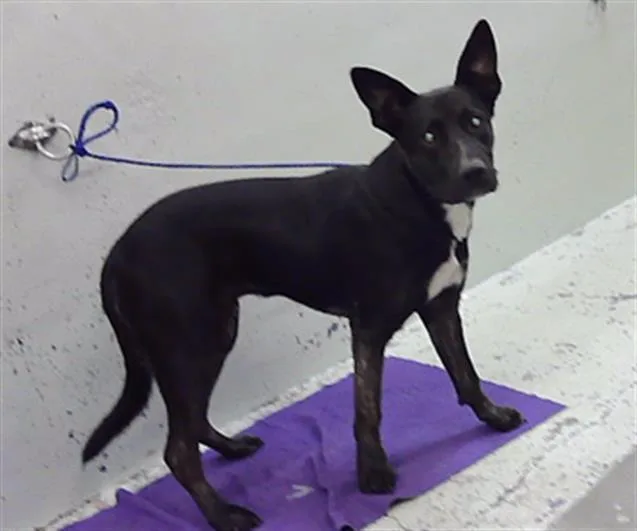 A young medium-sized male German Shepherd Dog dog named Charlie for adoption in Houston, TX