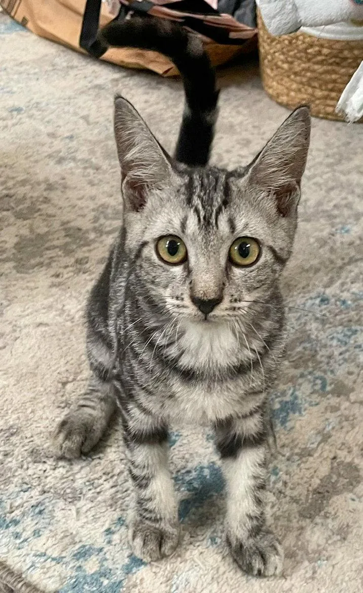 A baby medium-sized female Domestic Short Hair cat named Rotini for adoption in Lighthouse Point, FL