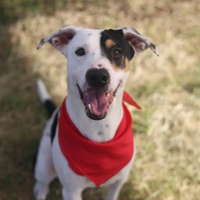 A young medium-sized male American Staffordshire Terrier dog named Harper for adoption in San Antonio, TX