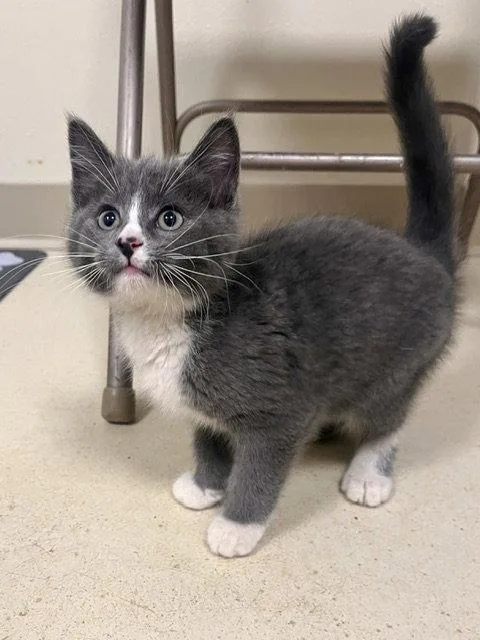 A baby small-sized male Gray & White Domestic Short Hair cat named Pooh for adoption in Webster, WI