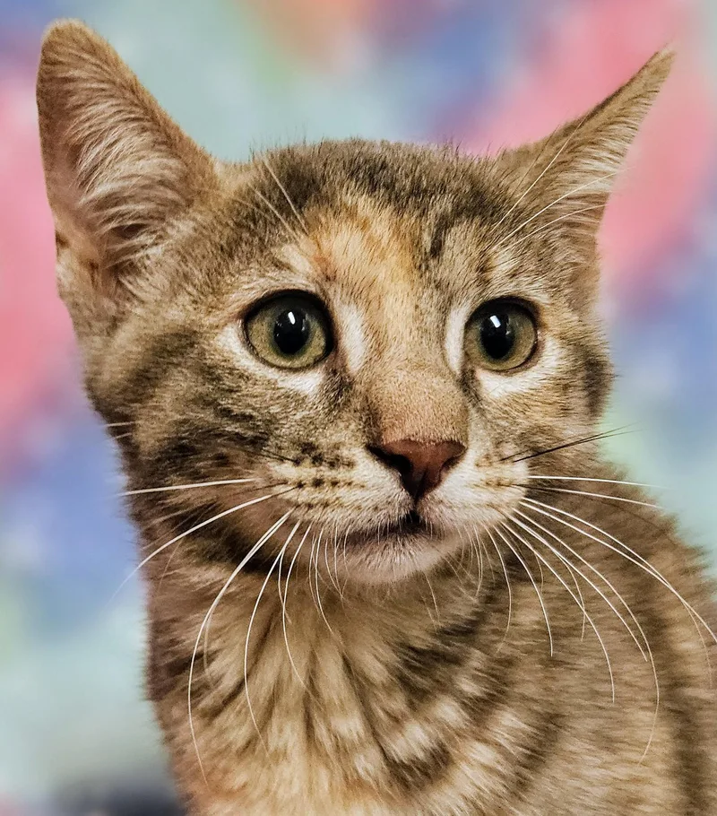 Bon Bon   thumbnail 4