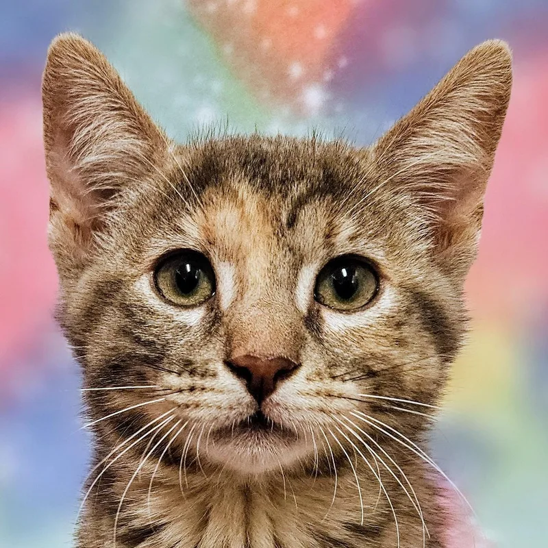 A baby medium-sized female Dilute Tortoiseshell Domestic Short Hair cat named Bon Bon   for adoption in Yorba Linda, CA