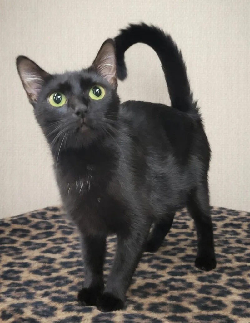 An adult small-sized female Domestic Short Hair cat named Sahara for adoption in Cuyahoga Falls, OH