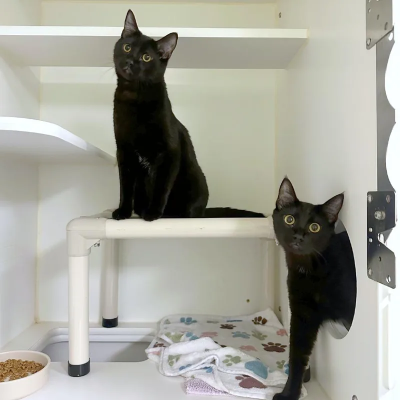 A young medium-sized male Black Domestic Short Hair cat named Salem for adoption in Woodinville, WA