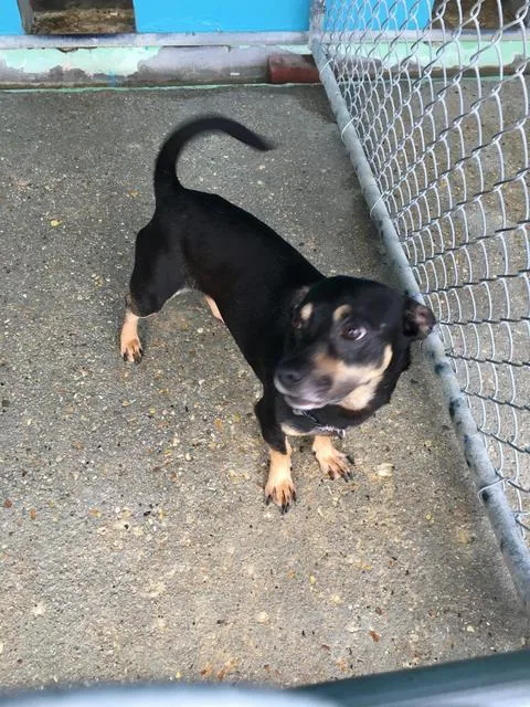 A senior small-sized male Chihuahua dog named Buddy for adoption in Denham Springs, LA