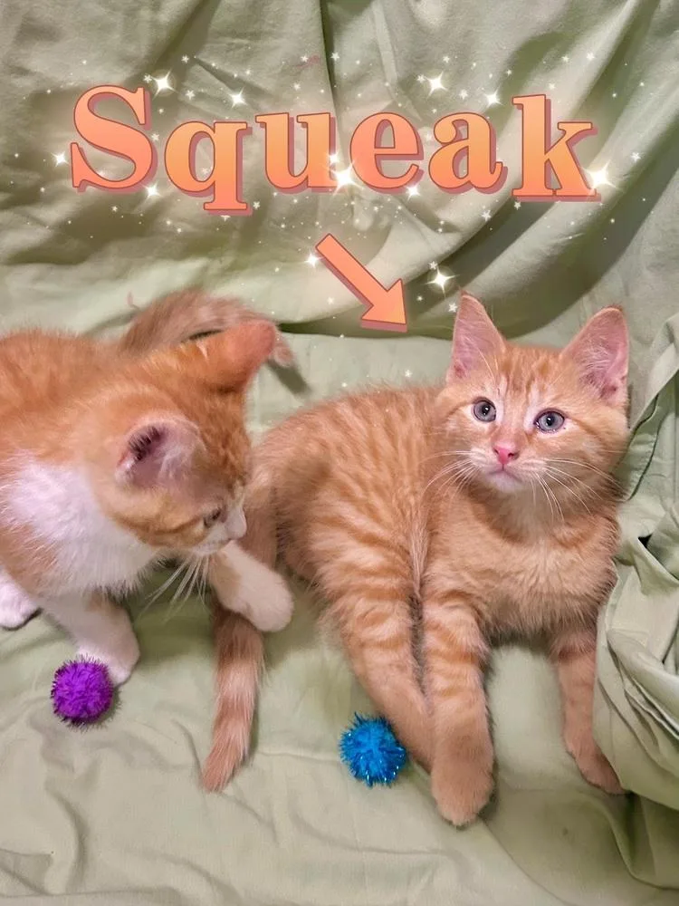 Cheddar Too thumbnail 2
