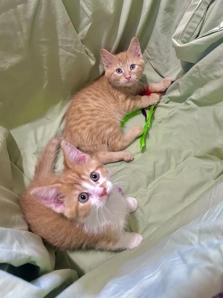Cheddar Too thumbnail 3