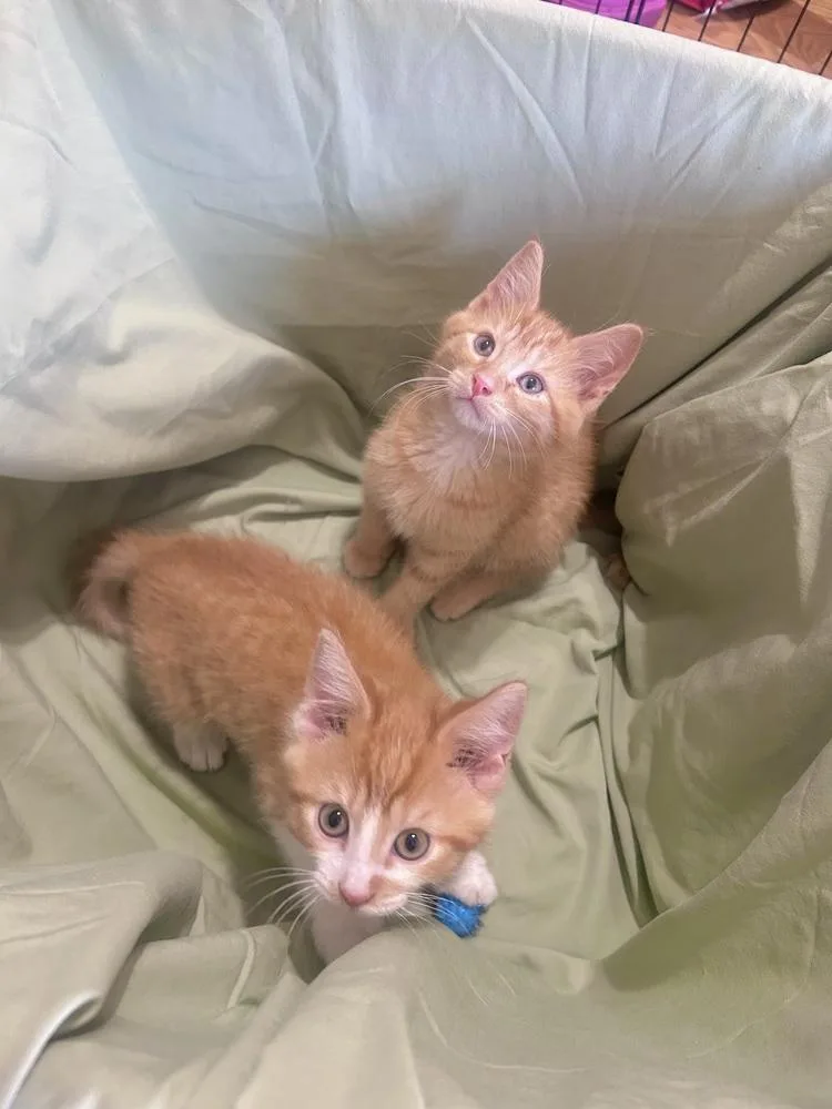 Cheddar Too thumbnail 4