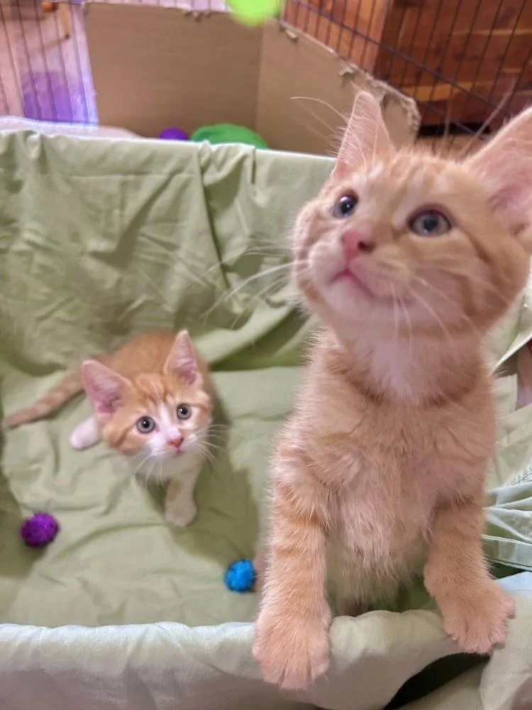 Cheddar Too thumbnail 5