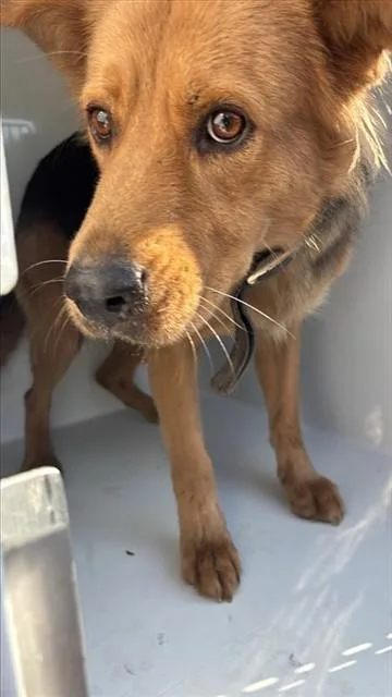 An adult large-sized female German Shepherd Dog dog named A for adoption in Houston, TX