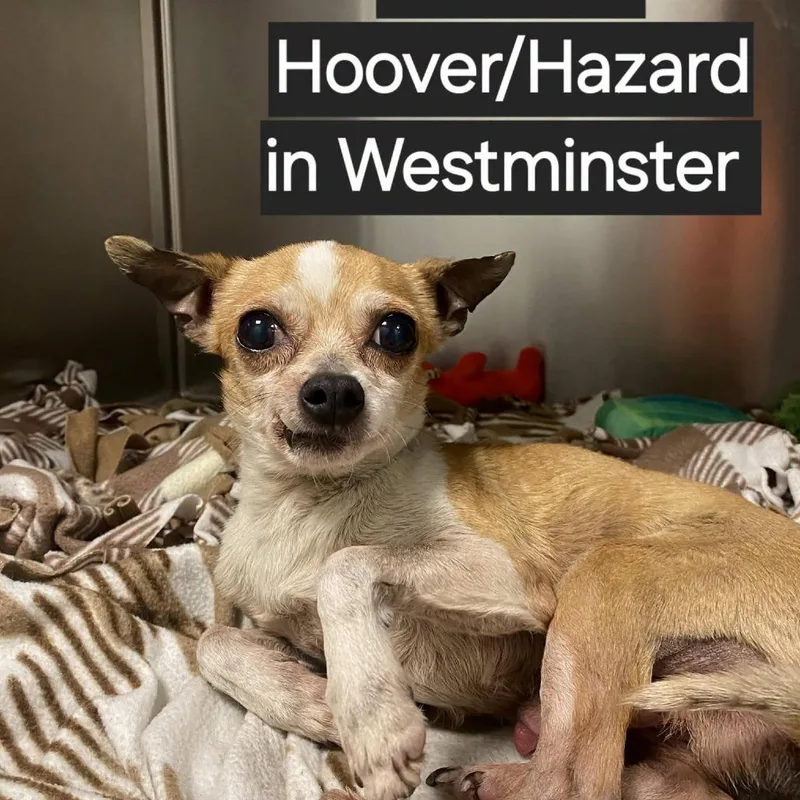 An adult small-sized male Yellow / Tan / Blond / Fawn Chihuahua dog named WAGSStray for adoption in Westminster, CA