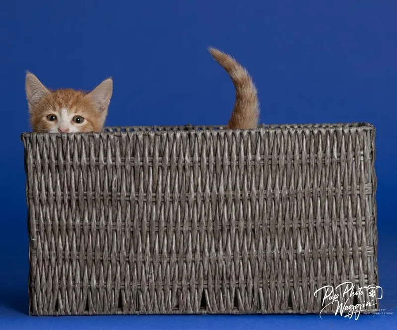 A baby small-sized female Domestic Short Hair cat named Willa Feral for adoption in Claremore, OK