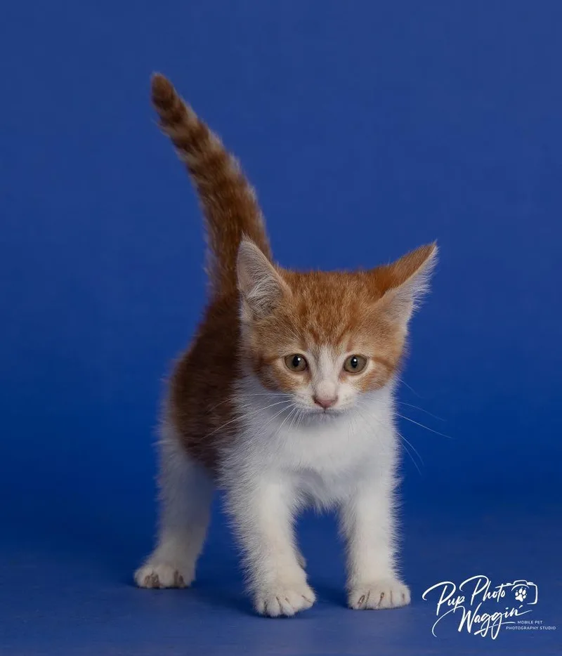Willa Feral thumbnail 2