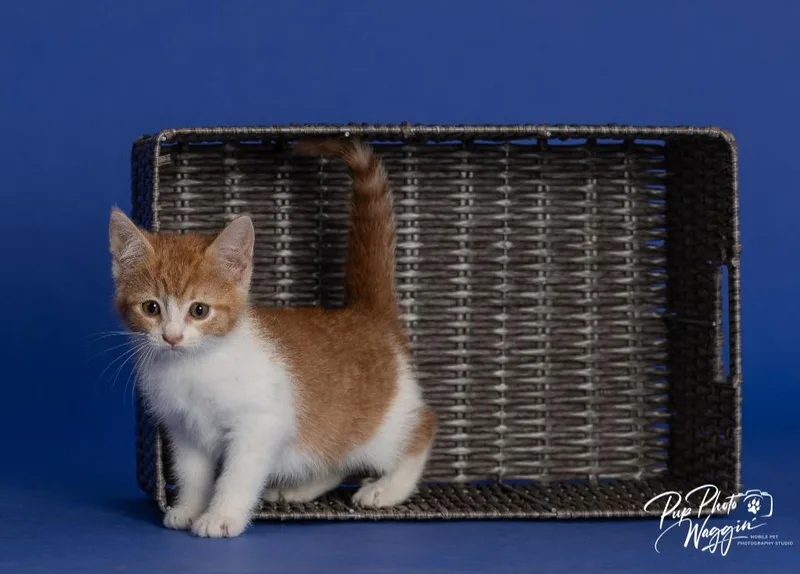 Willa Feral thumbnail 3