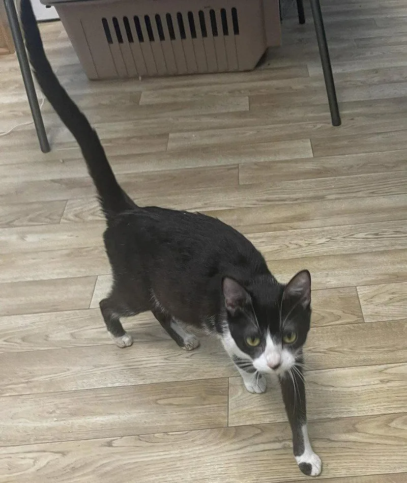 A baby small-sized female Black & White / Tuxedo Domestic Short Hair cat named Nurse Dana for adoption in O'Fallon, MO