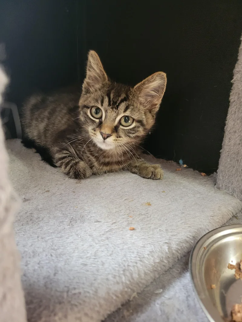 A baby small-sized male Tabby (Brown / Chocolate) Domestic Short Hair cat named Hisstopher for adoption
