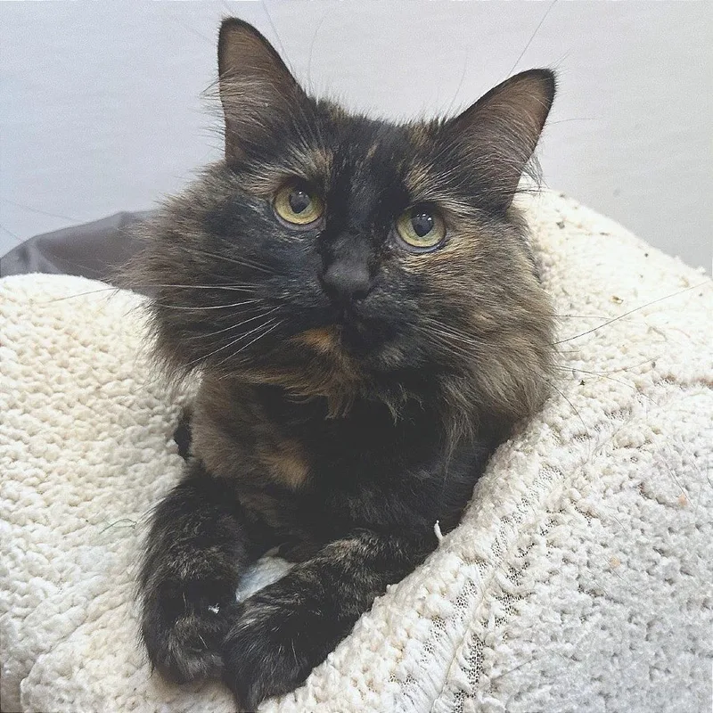 Cleo thumbnail 5