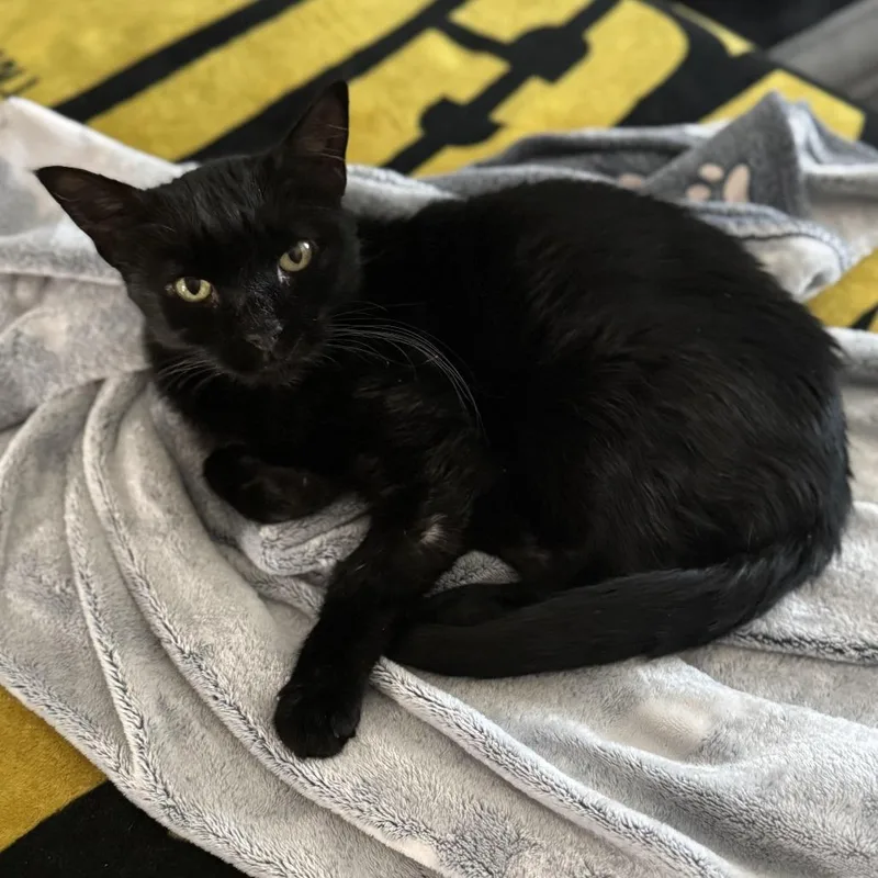 A senior medium-sized female Domestic Short Hair cat named Tina for adoption in Tulsa, OK