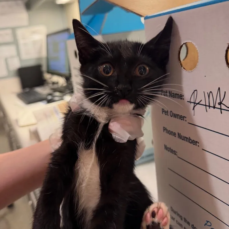 A baby small-sized male Brown / Chocolate Domestic Short Hair cat named Rinky for adoption in Jacksonville, FL