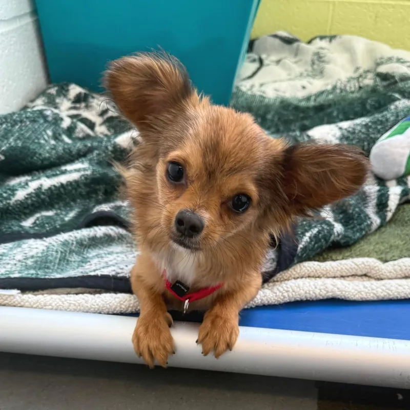 A young small-sized female Chihuahua dog named Colossus for adoption in Pittsburgh, PA
