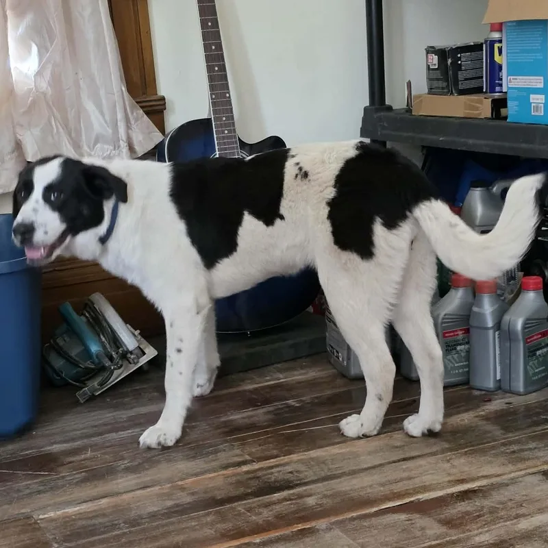 A young large-sized female Mixed Breed dog named Bluey for adoption in Harrodsburg, KY
