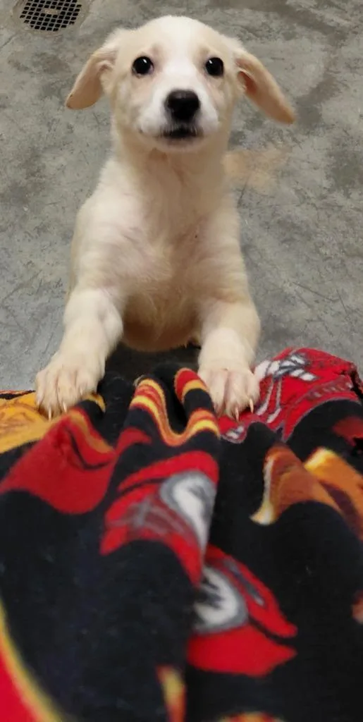 A baby small-sized female Mixed Breed dog named Lucy for adoption in Henderson, NC
