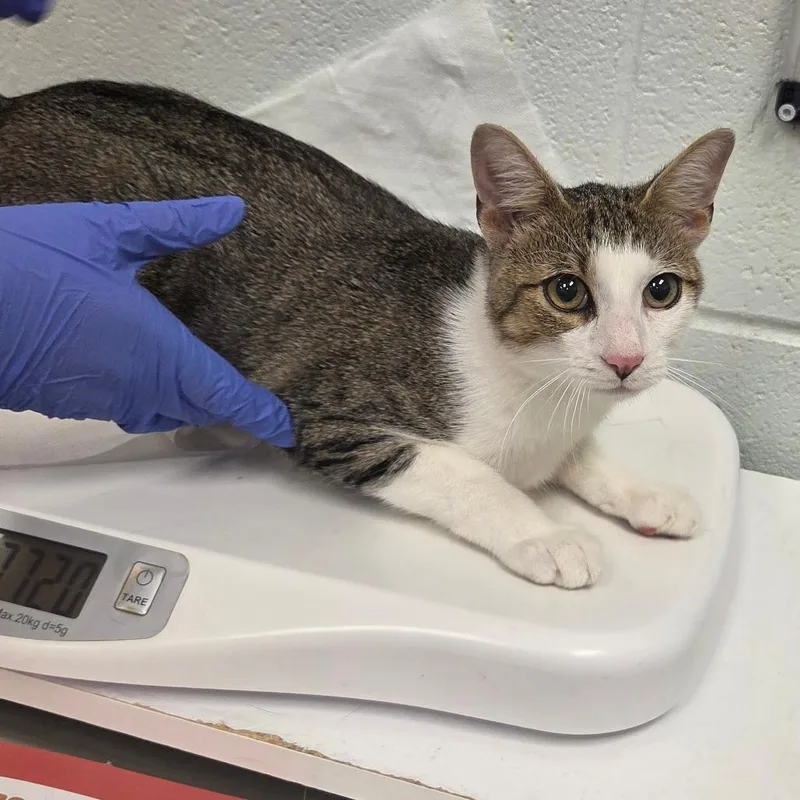 A young medium-sized male White Domestic Short Hair cat named Kenny for adoption in Chattanooga, TN