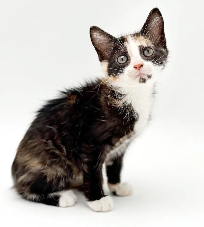A baby small-sized female Calico cat named Patty is rockin' the for adoption in Bedford Hills, NY