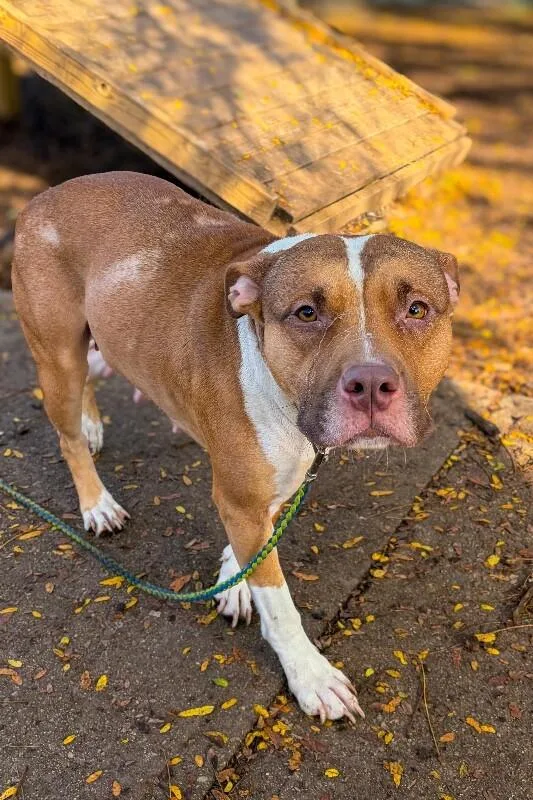 An adult medium-sized female Brown / Chocolate Mixed Breed dog named Lacey for adoption in Cincinnati, OH