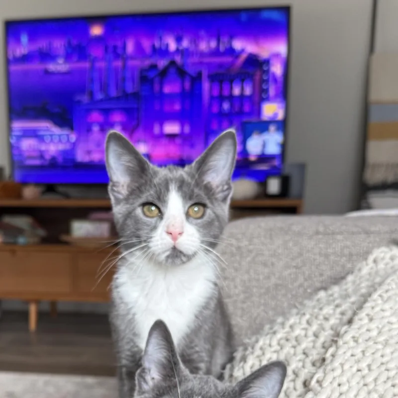 A young small-sized male American Shorthair cat named Logan for adoption in DICKSON, TN
