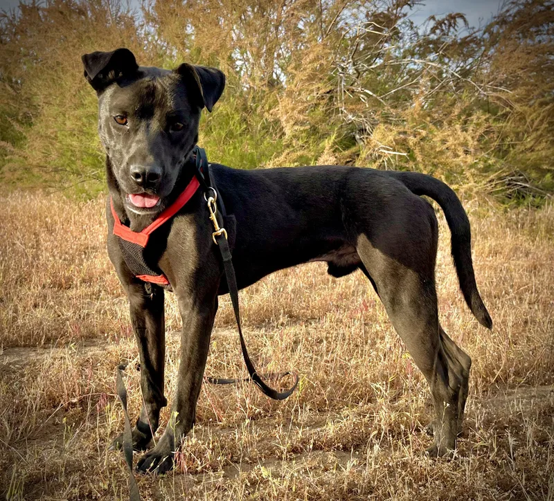 A young medium-sized male Pit Bull Terrier dog named Denver for adoption in Sparks, NV