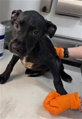 A baby small-sized male Labrador Retriever dog named Kip for adoption in Baytown, TX