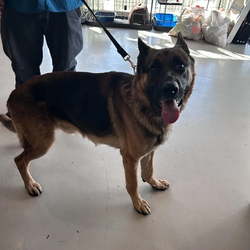 A young large-sized male Yellow / Tan / Blond / Fawn German Shepherd Dog dog named Reese Chino Hills Location for adoption in Chino Hills, CA