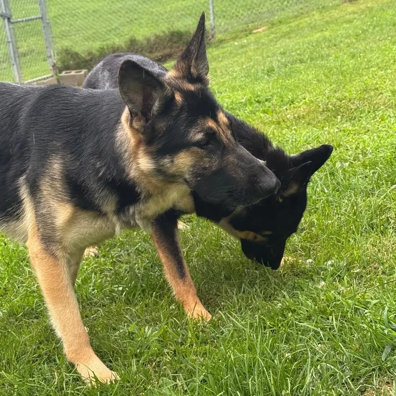 An adult medium-sized female German Shepherd Dog dog named Tia for adoption in Middlebury, VT