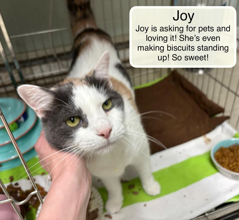 A senior large-sized female Domestic Short Hair cat named Joy and Rocky for adoption in Ellicott City, MD